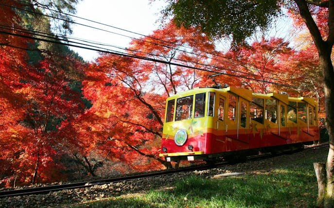 Mt. Takao cable car amidst vibrant autumn leaves in Tokyo, Japan.