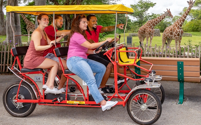 Guests riding Safari Cycle at Zoo Miami with giraffes in the background.