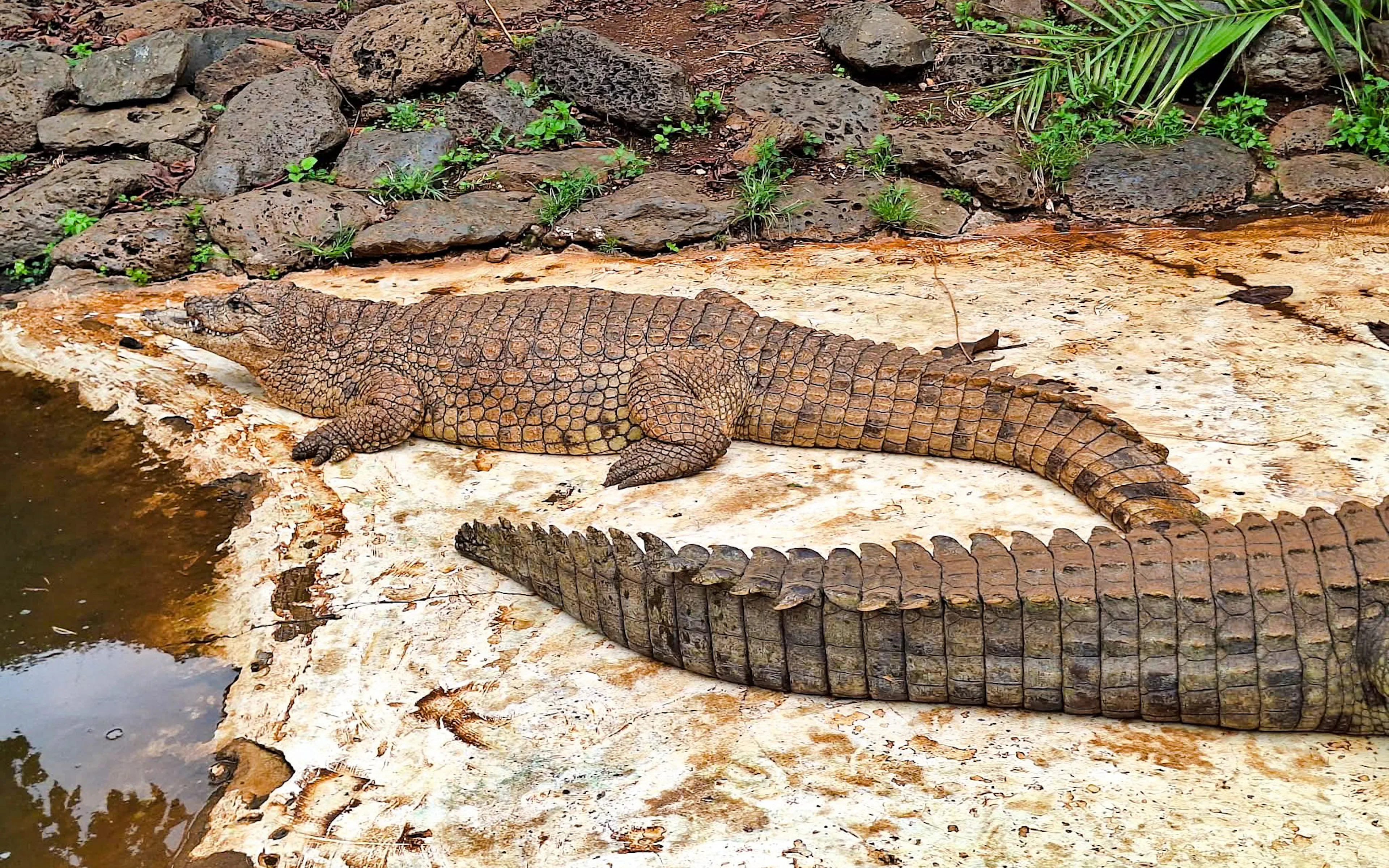 Crocodile resting on a rocky surface at Mamba Village Crocodile Farm.