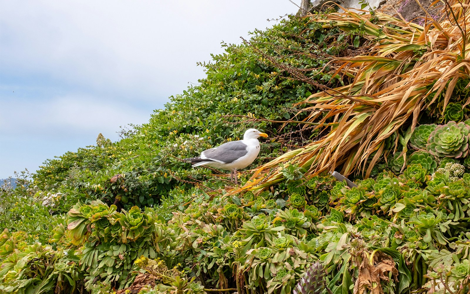 Seagull perched on Alcatraz Island, San Francisco Bay.