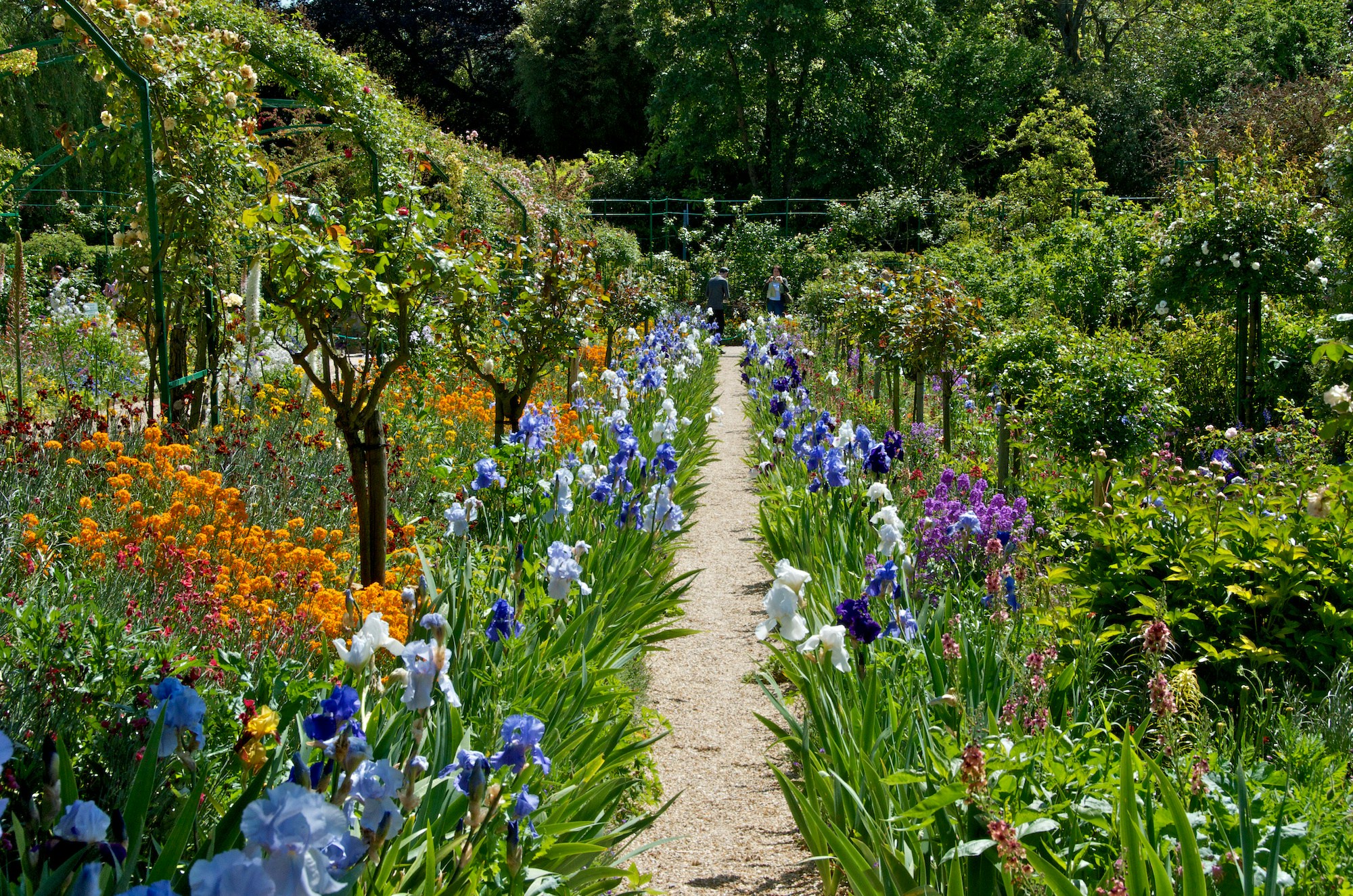 Iris Garden