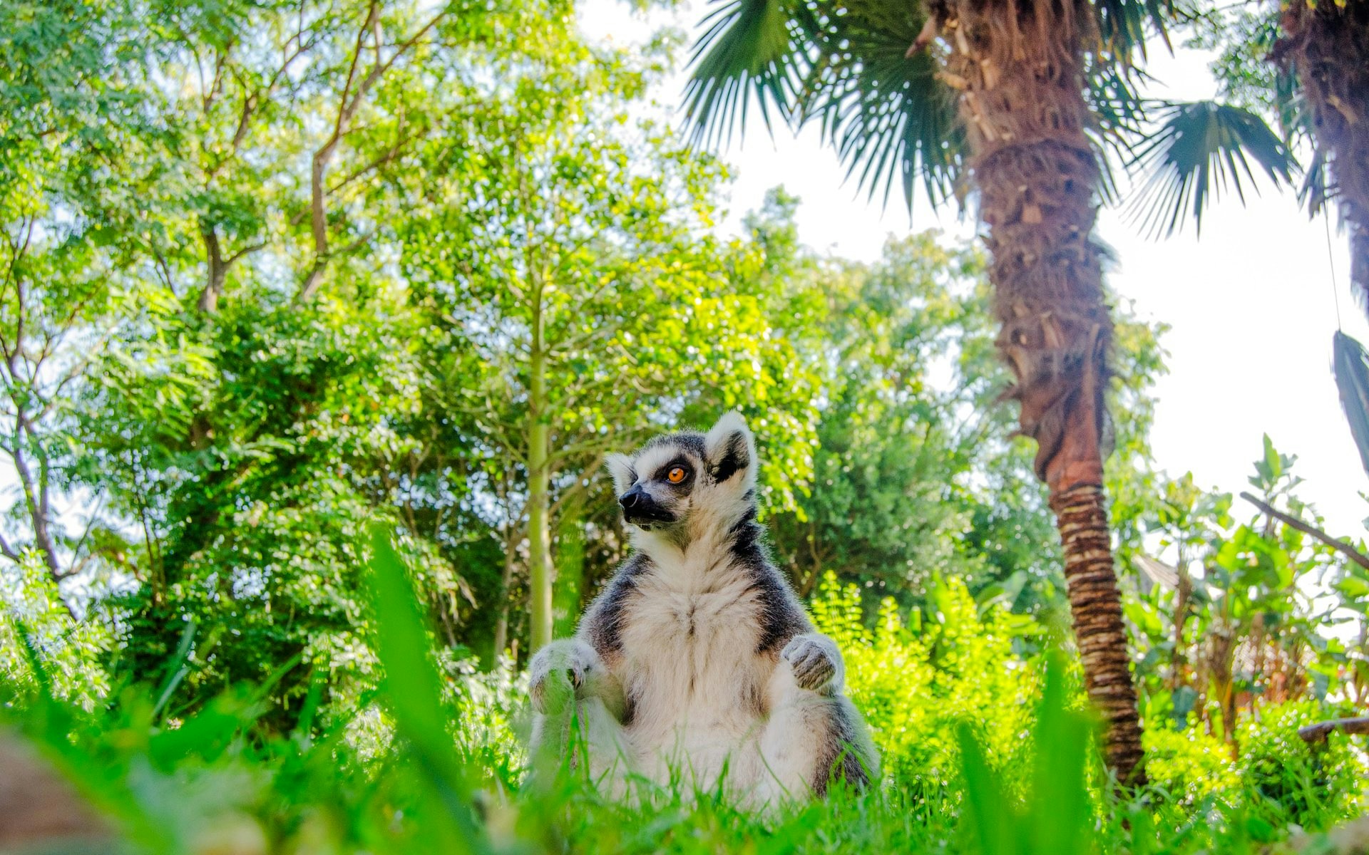 Lemur sitting in lush greenery at Bioparc Fuengirola.