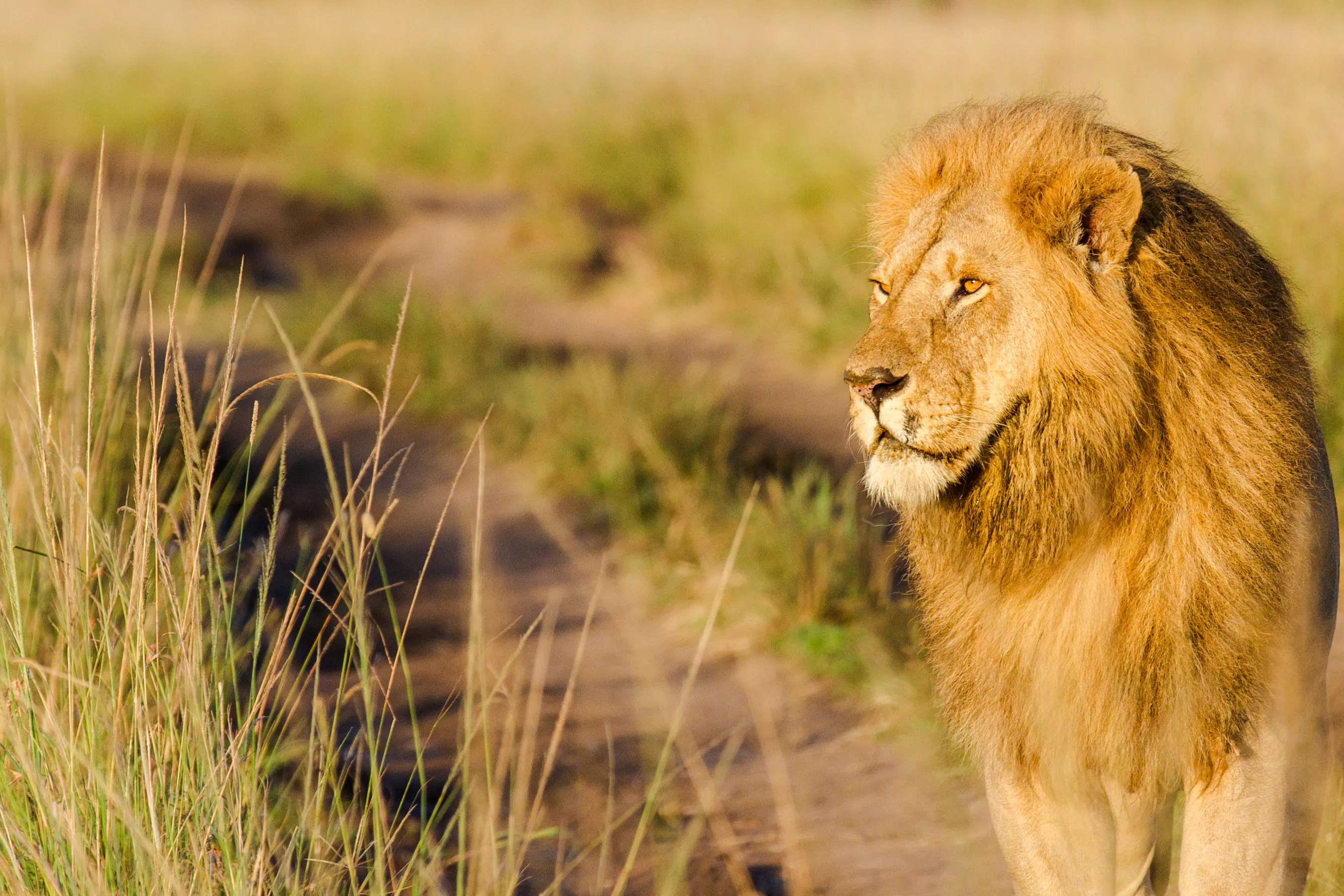 Lion walking through grassland in Masai Mara during 3 Days Masai Mara Lodge Safari, Nairobi.