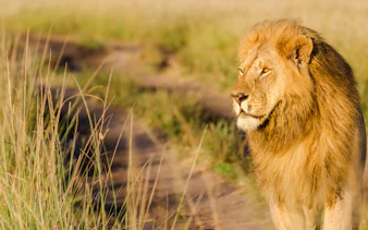 Lion walking through grassland in Masai Mara during 3 Days Masai Mara Lodge Safari, Nairobi.