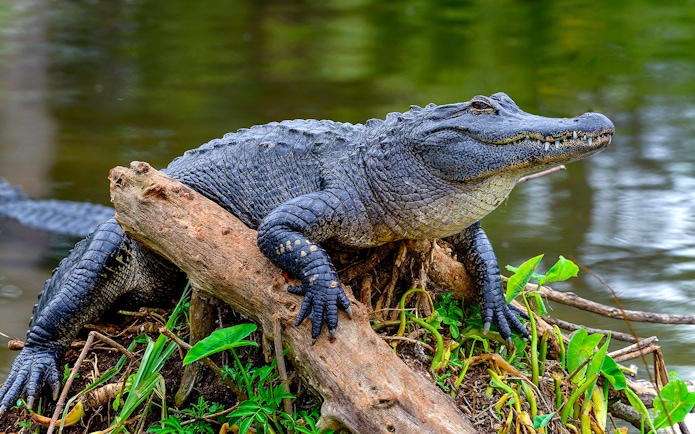 Alligator resting on a log during an airboat safari near Kennedy Space Center.