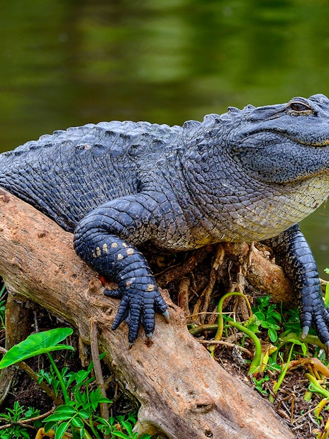 Alligator resting on a log during an airboat safari near Kennedy Space Center.
