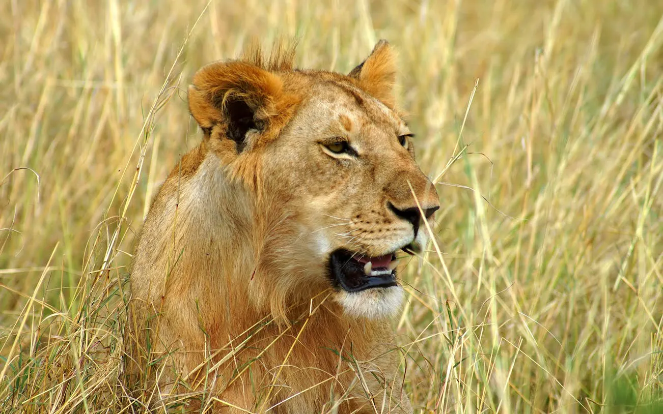 garden route private luxury tour with 5-star accommodation and big 5 safari-8
