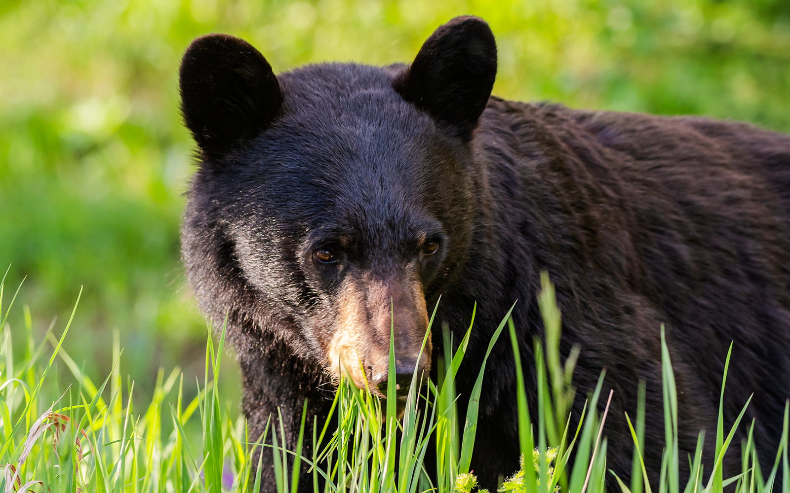 American Black Bear in grassy meadow.