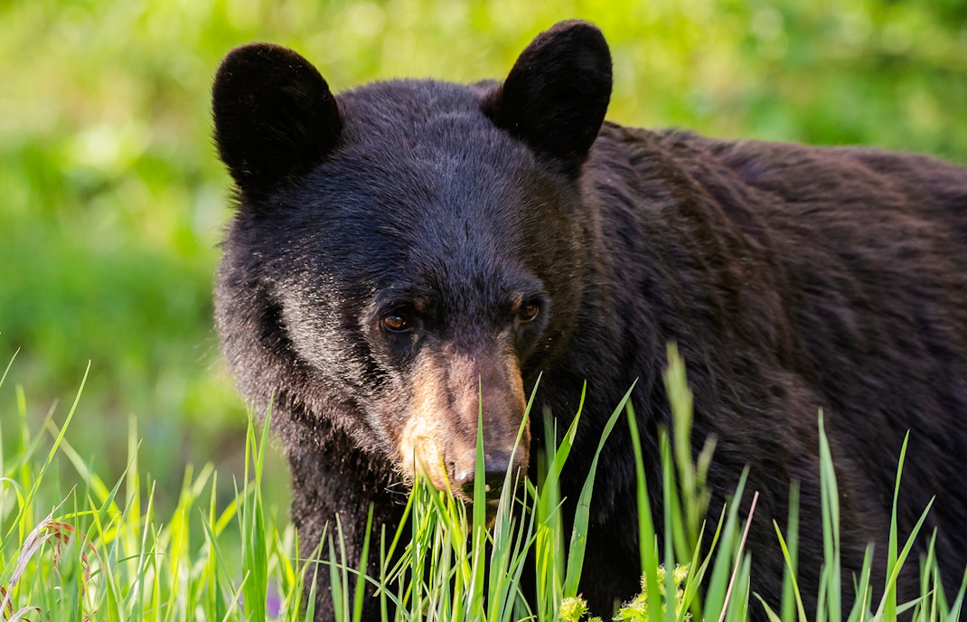 American Black Bear in grassy meadow.