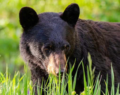 American Black Bear in grassy meadow.