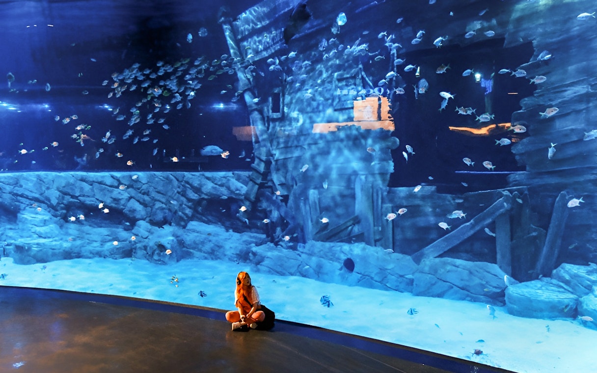 Visitor observing fish in Lotte World Aquarium Hanoi with shipwreck backdrop.