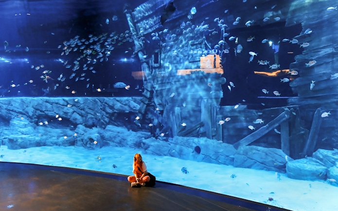 Visitor observing fish in Lotte World Aquarium Hanoi with shipwreck backdrop.