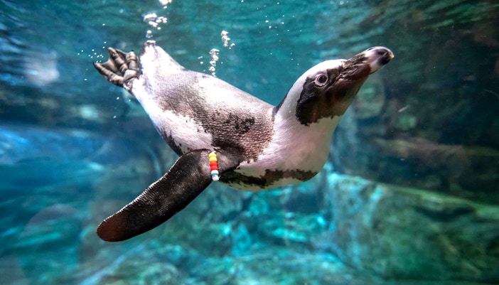 African Penguin at Georgia Aquarium