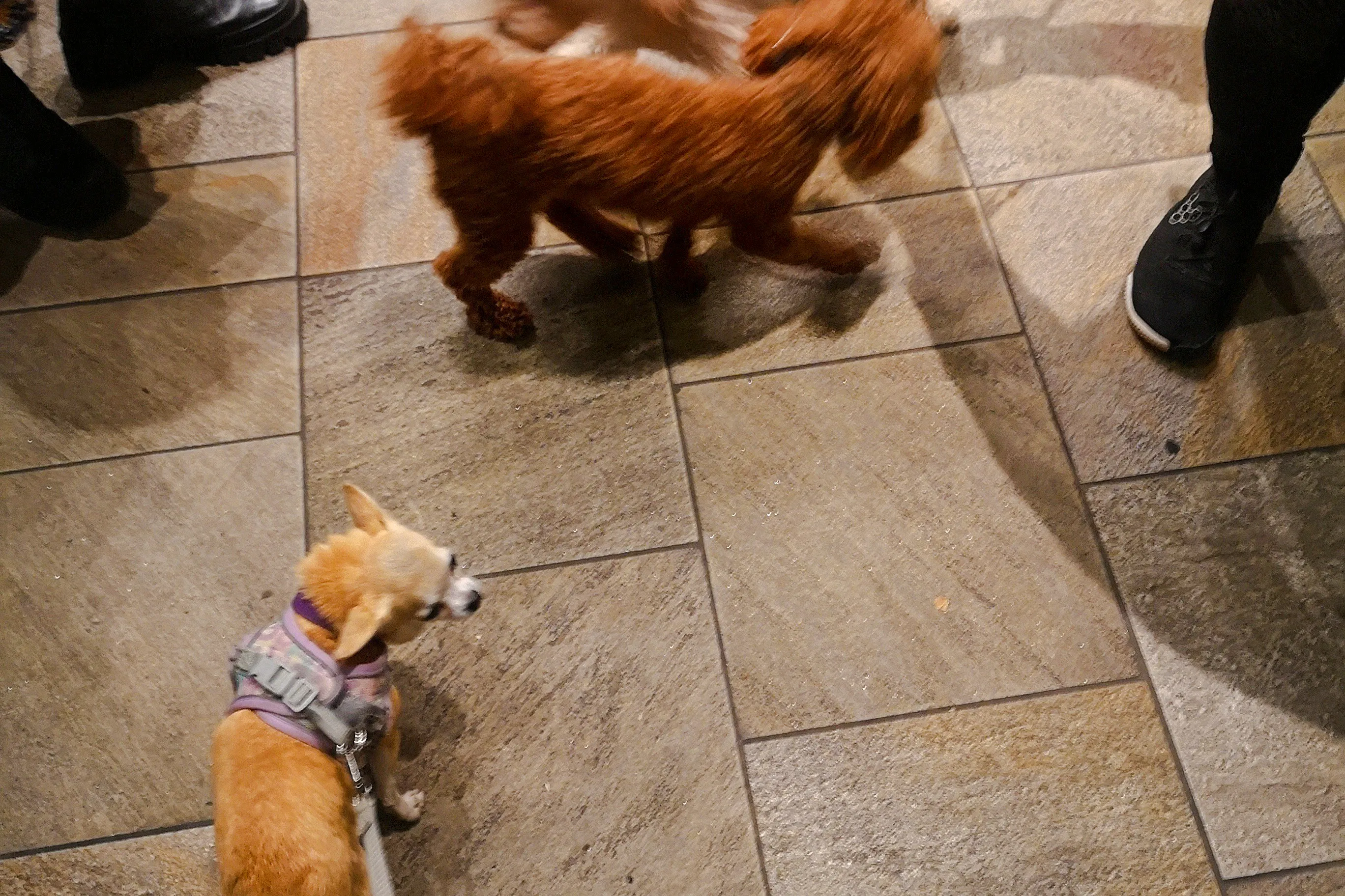 Dogs interacting during Paws & Sound healing session, London.