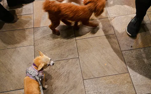 Dogs interacting during Paws & Sound healing session, London.