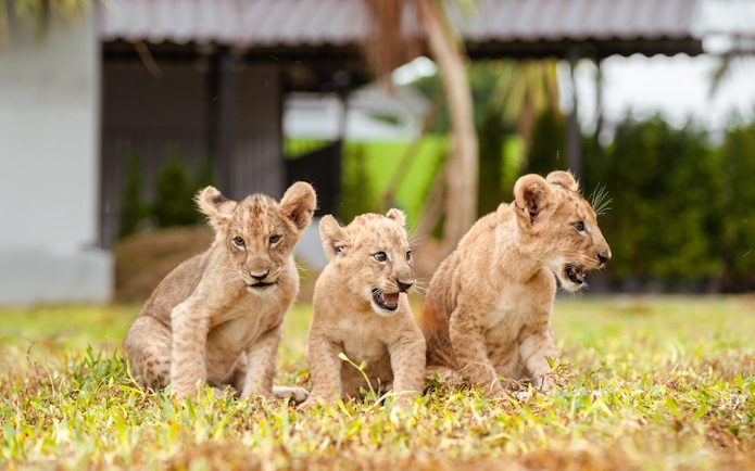 Lion cubs playing on grass at Lion Land Phuket.