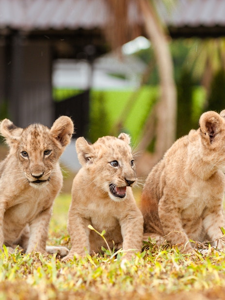 Lion cubs playing on grass at Lion Land Phuket.