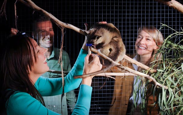 Visitors feeding a possum during the Moonlit Sanctuary Wildlife Park Night Tour.
