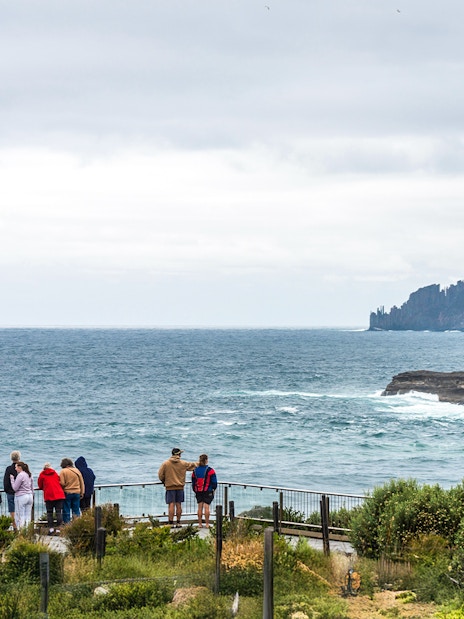 Visitors observing the coastline on Bruny Island during a full-day guided tour from Hobart.