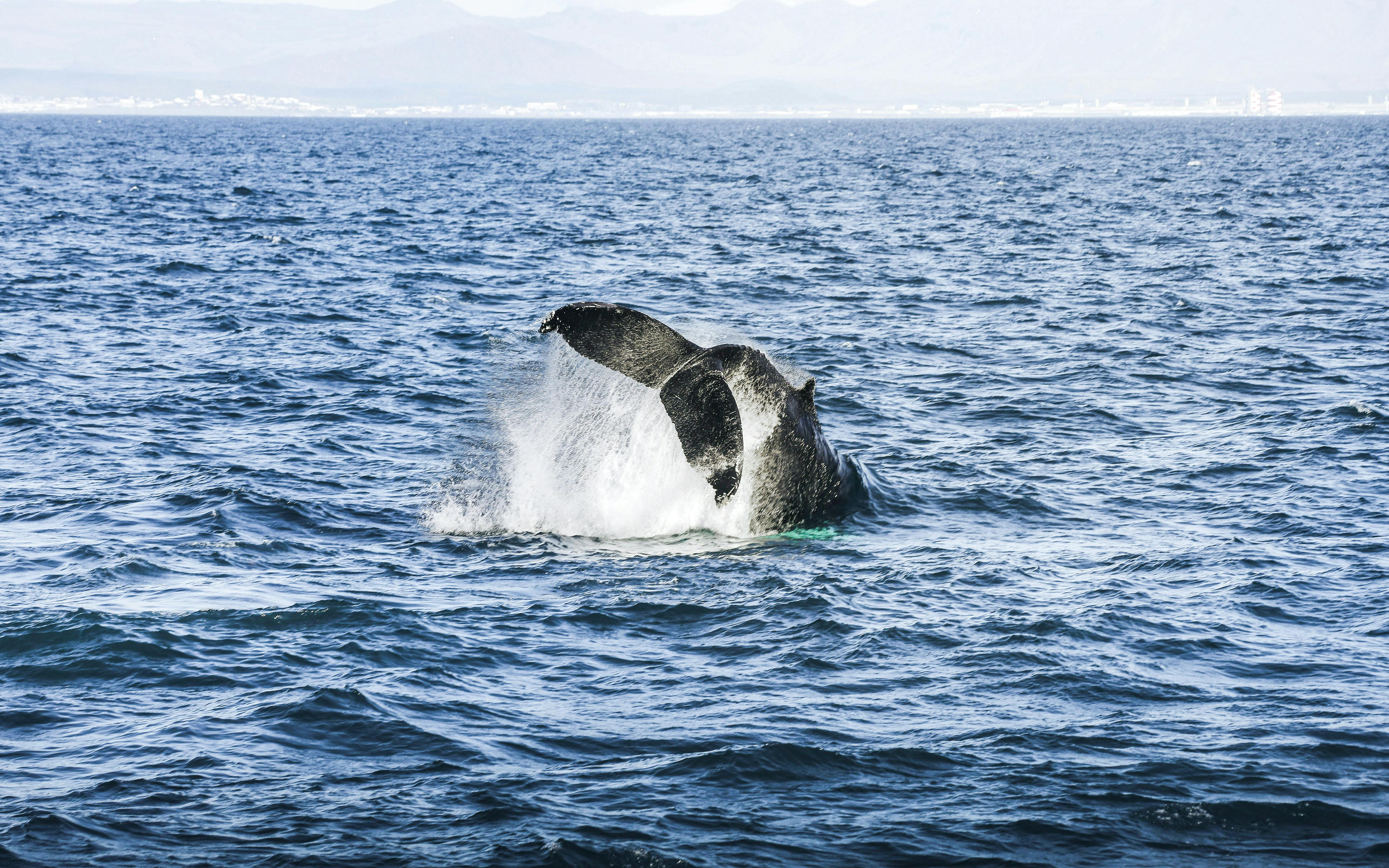Whale tail splashing in Eyjafjörður during Hjalteyri whale watching tour.