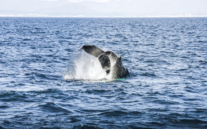 Whale tail splashing in Eyjafjörður during Hjalteyri whale watching tour.