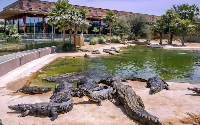 Sunbathing crocodiles by a pond at Dubai Crocodile Park.