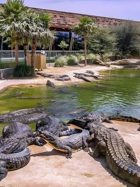 Sunbathing crocodiles by a pond at Dubai Crocodile Park.