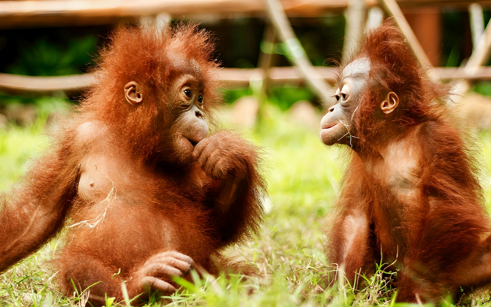 Young orangutans interacting at Lombok Wildlife Park.