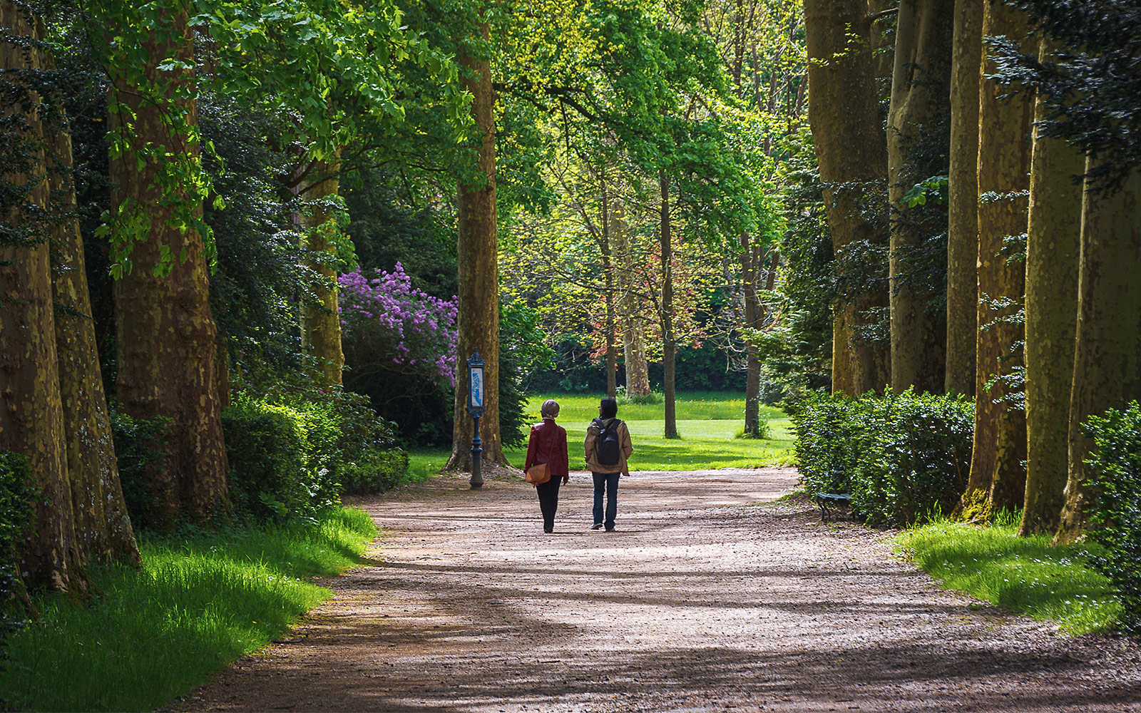 Fontainebleau Forest
