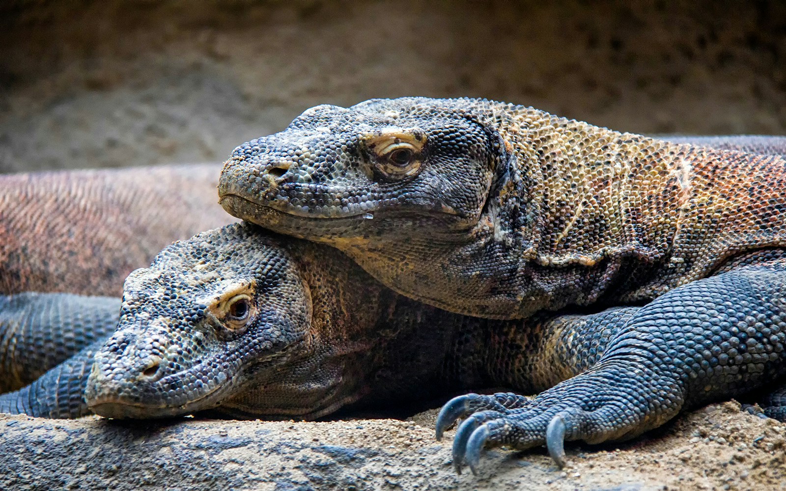 Komodo dragon resting in enclosure at London Zoo.