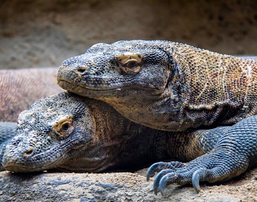Bioparco Tickets Komodo Dragon