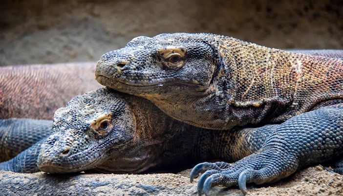 Komodo Dragon