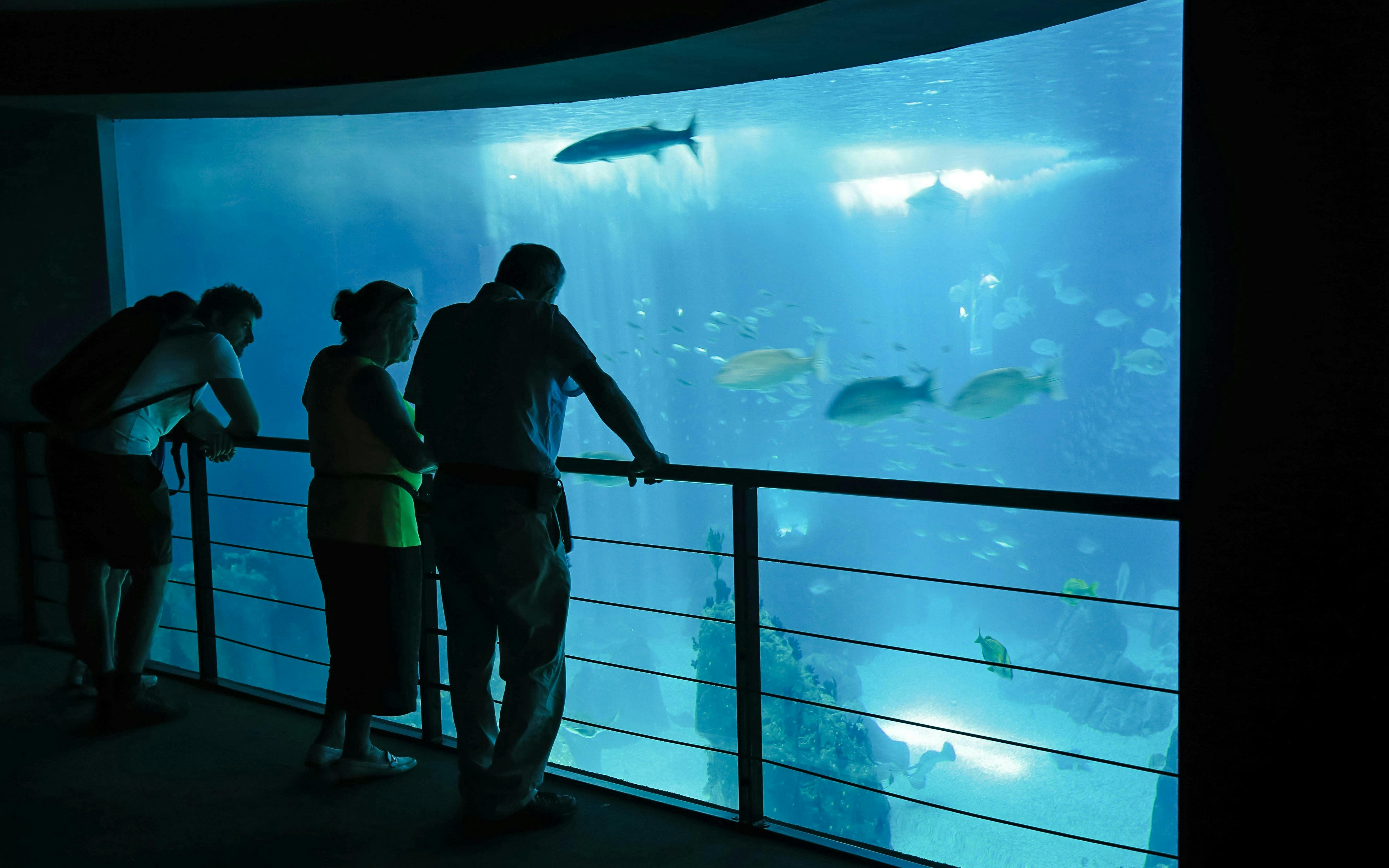 Visitors observing marine life at Oceanographic Museum, Lisbon.
