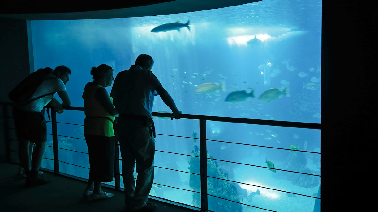 Visitors observing marine life at Oceanographic Museum, Lisbon.