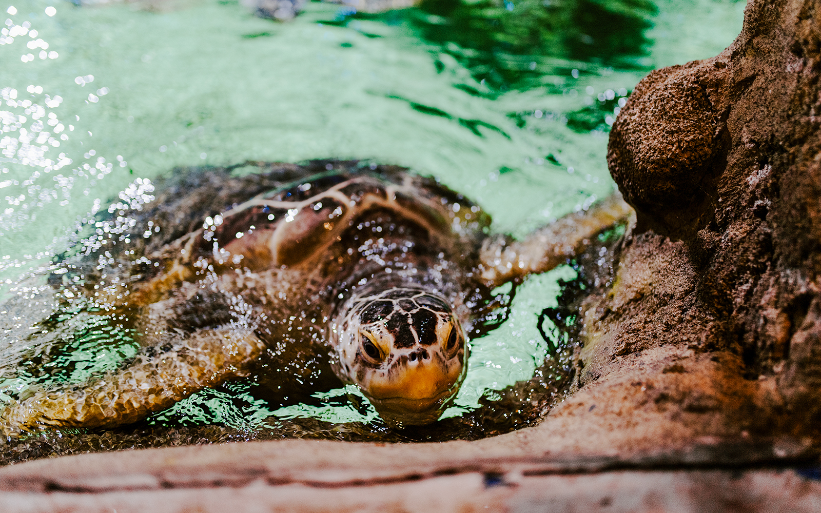 Sea turtle swimming near rocks at Sea Life Brighton.