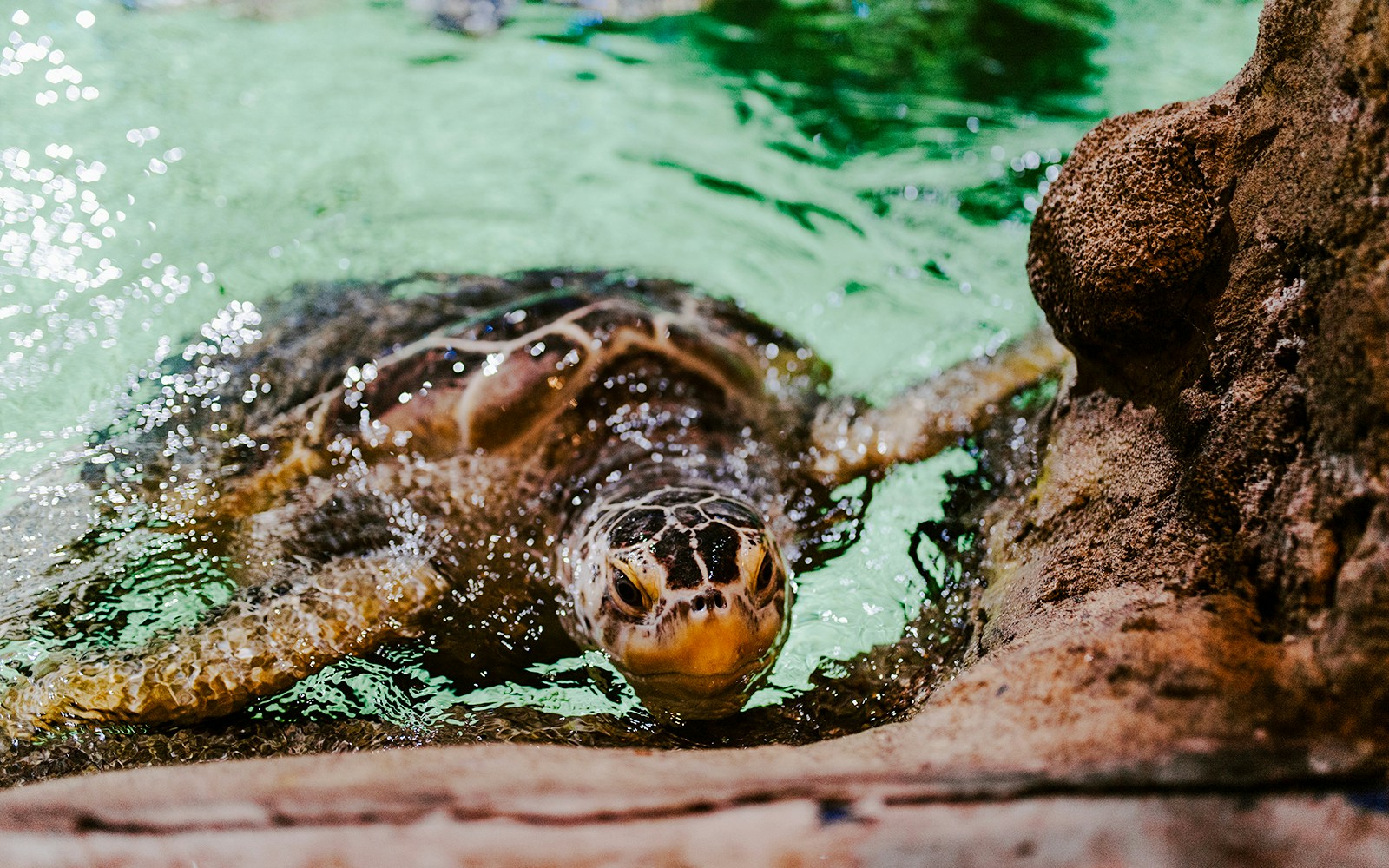 Sea turtle swimming near rocks at Sea Life Brighton.