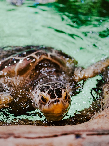 Sea turtle swimming near rocks at Sea Life Brighton.