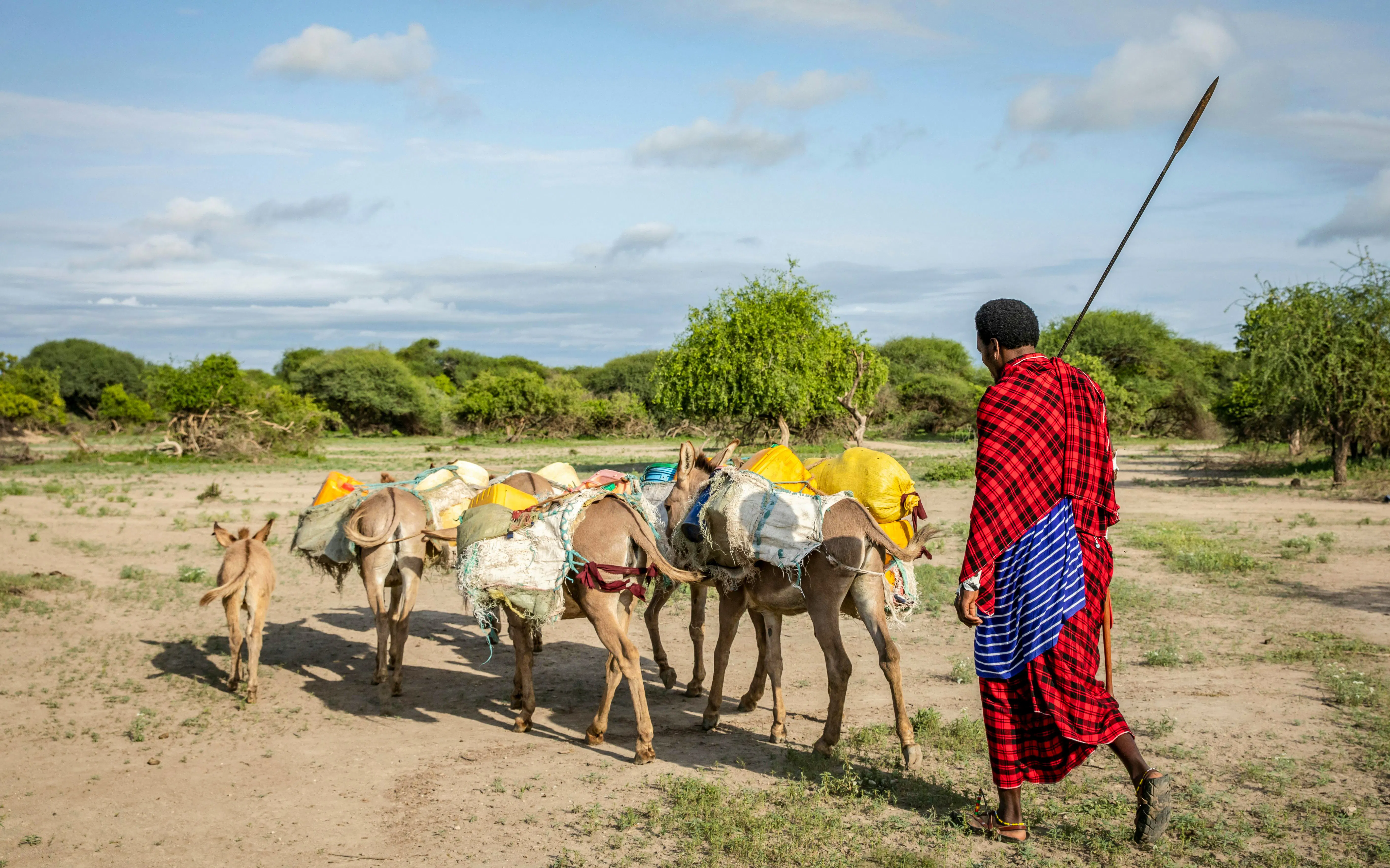 Masai man with donkeys carrying water containers in a rural landscape.