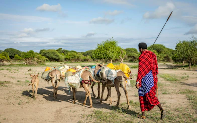 Masai man with donkeys carrying water containers in a rural landscape.
