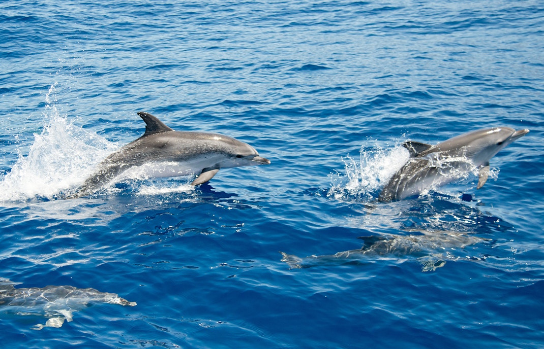 Atlantic spotted dolphins swimming in Tenerife waters.
