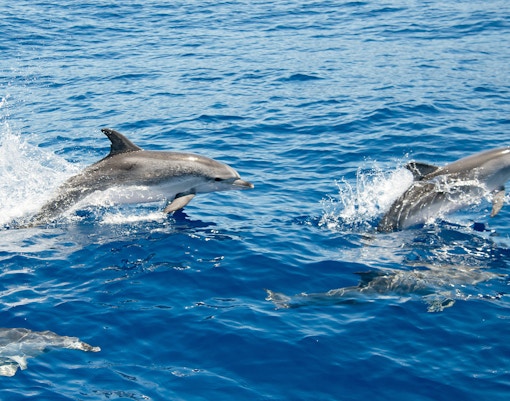 Atlantic spotted dolphins swimming in Tenerife waters.