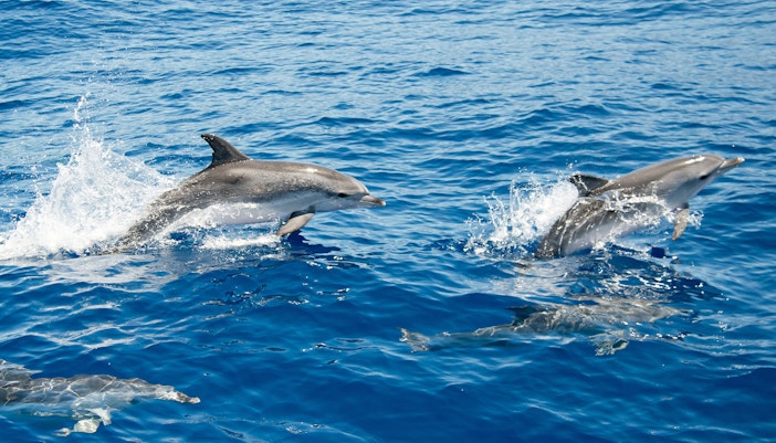 Atlantic spotted dolphins swimming in Tenerife waters.