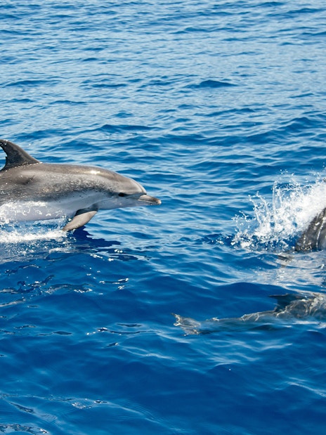 Atlantic spotted dolphins swimming in Tenerife waters.