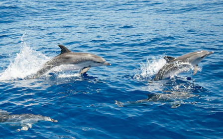 From Tauranga: Half-Day Dolphin & Wildlife Cruise