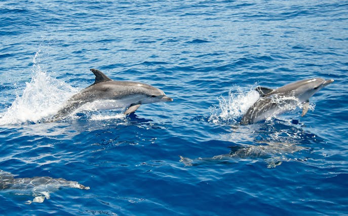 Atlantic spotted dolphins swimming in Tenerife waters.