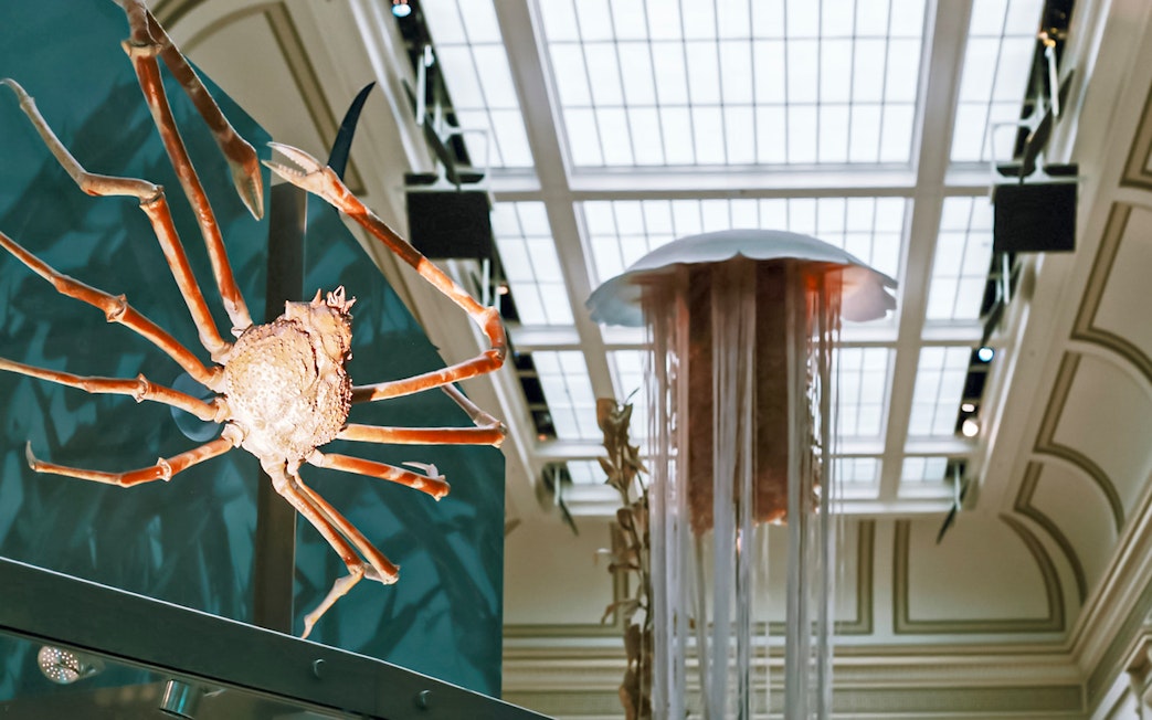 Japanese spider crab and jellyfish exhibit at Smithsonian National Museum of Natural History.