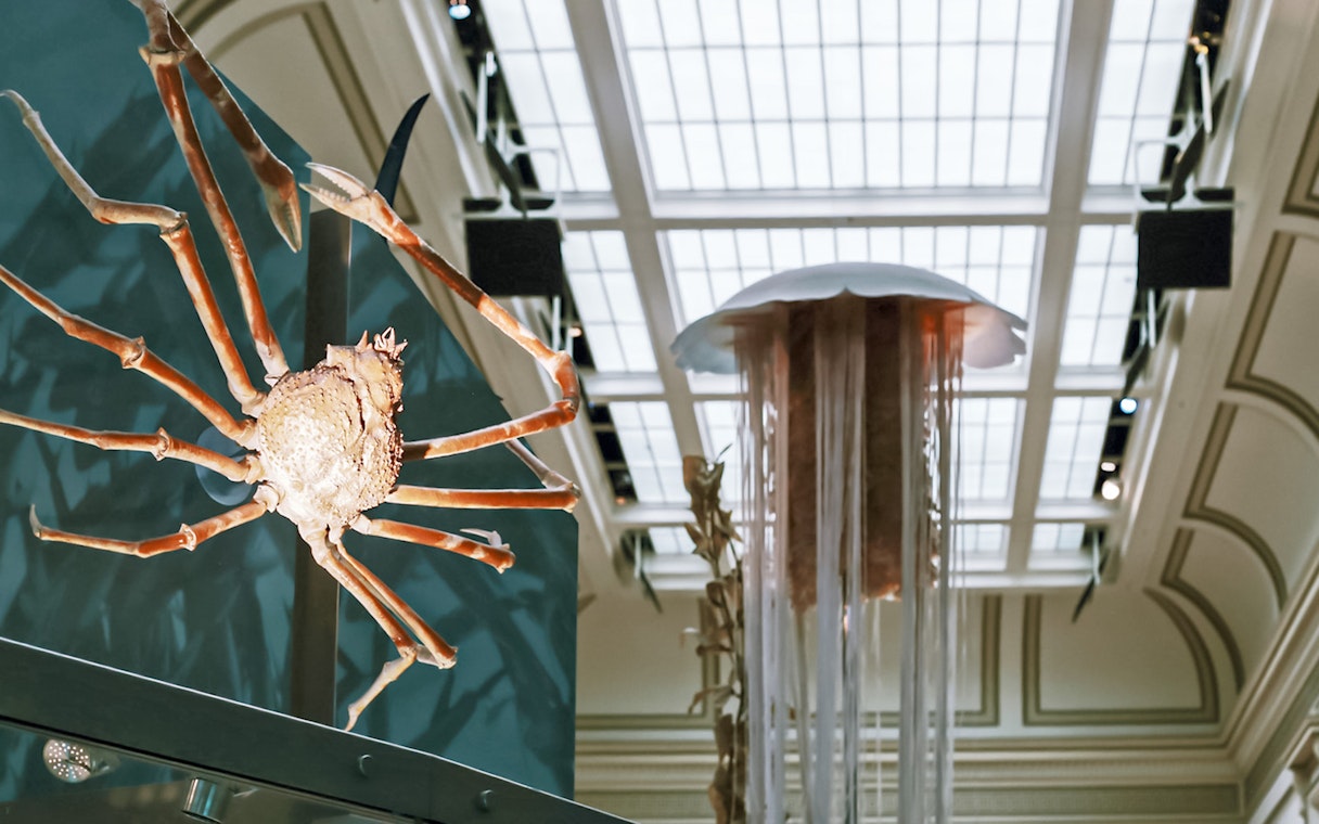 Japanese spider crab and jellyfish exhibit at Smithsonian National Museum of Natural History.