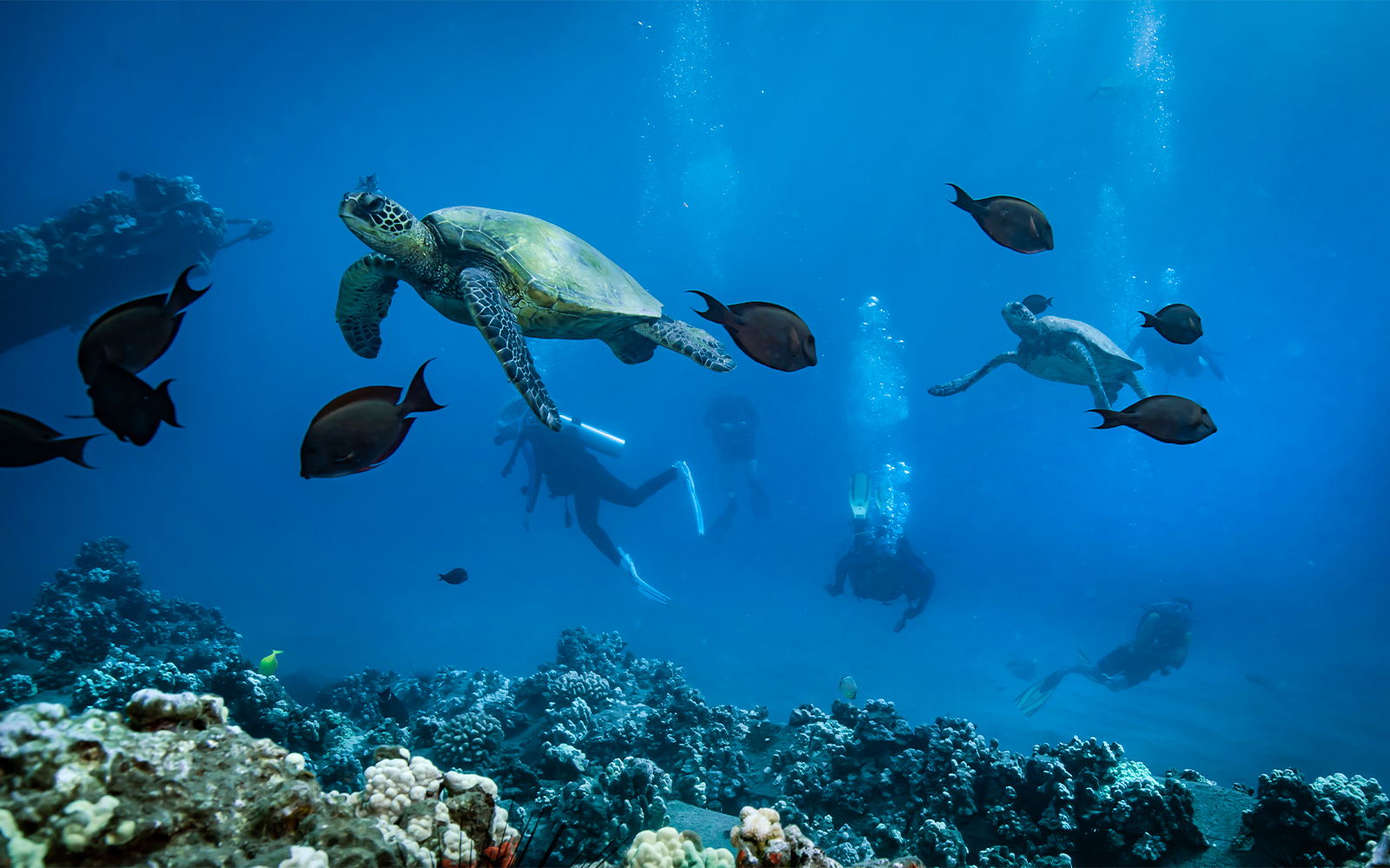 Divers exploring with turtles and fish at Mala Wharf, Maui.