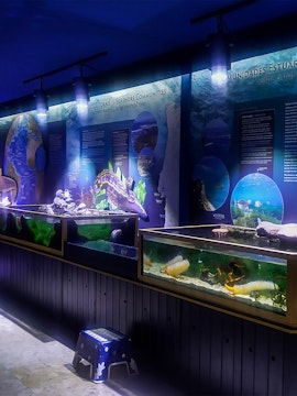 Aquarium exhibits at Vasco da Gama Aquarium showcasing marine life and seashore communities.