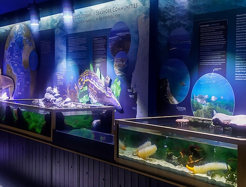 Aquarium exhibits at Vasco da Gama Aquarium showcasing marine life and seashore communities.